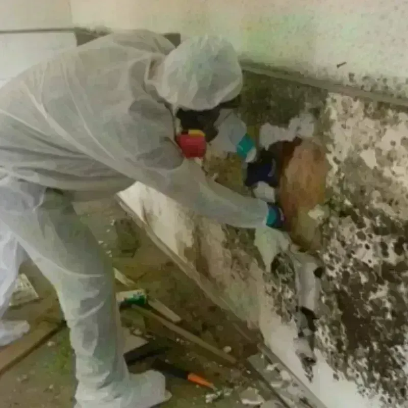 Mold Remediation and Removal in Lancaster, TX